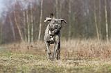 CANE CORSO 697